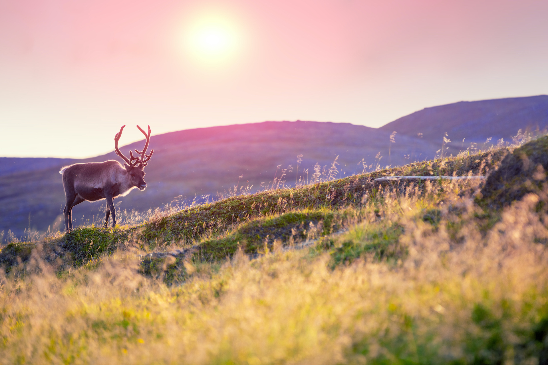 Reindeer grazing on a hill in Lapland at sunset En referanse til at ledere blir ansattes mobbeoffer